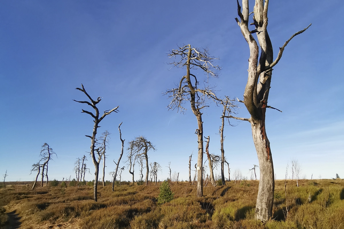 Arbres morts de l'emblématiques Noir Flohay près du Signal de Botrange