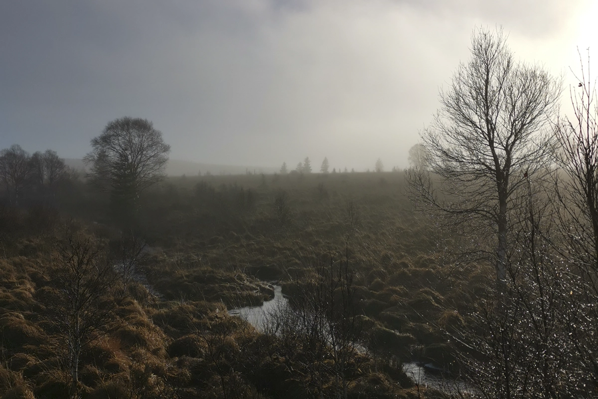 Paysage paisible des Hautes Fagnes dans la brume lors d’une balade en couple