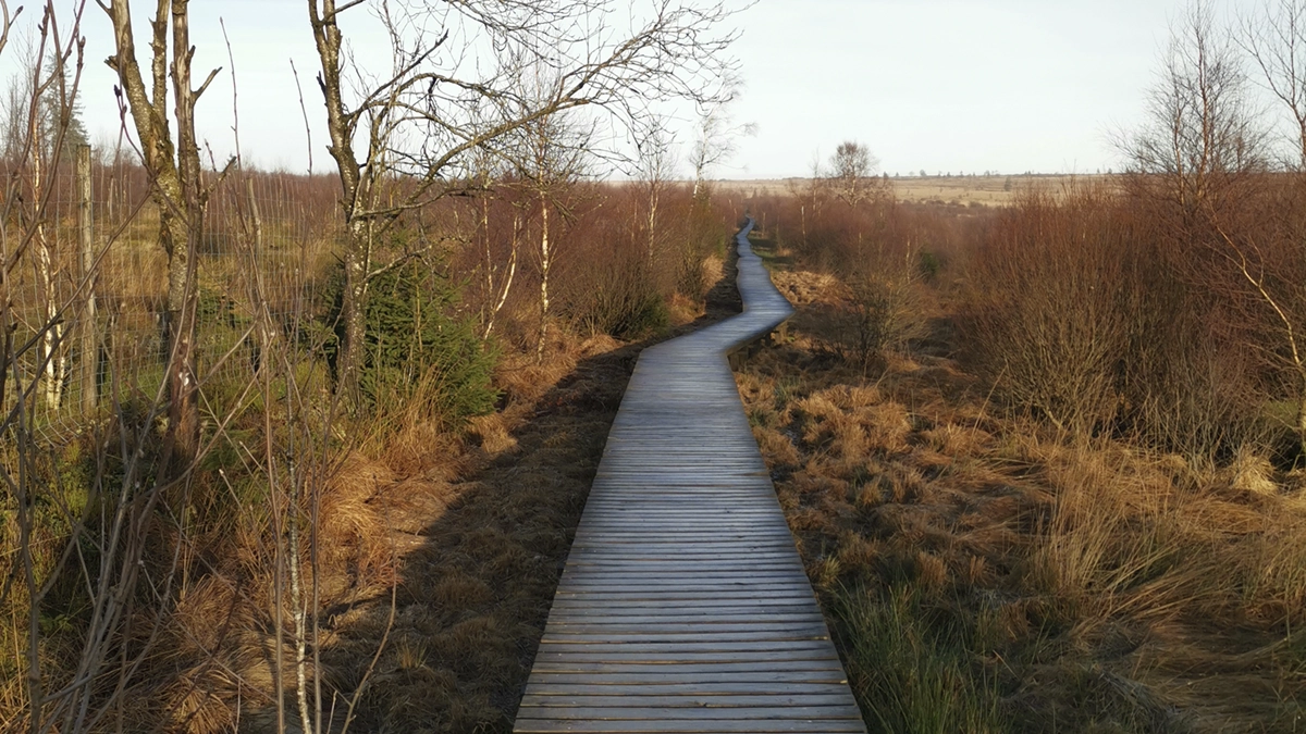 signal-de-botrange-caillebotis-hautes-fagnes